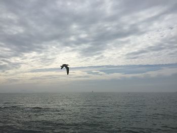 Silhouette seagull paragliding in sea against sky