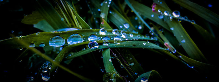 Close-up of water drops on blade of grass