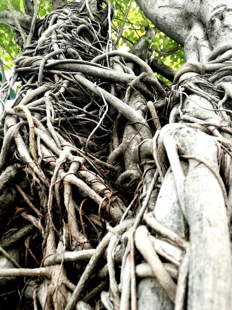 root, tree, close-up, backgrounds, detail, tree trunk, full frame, growth, nature, branch, tangled, botany, twisted, outdoors, day, spreading, complexity, woodland, tranquility, woods, no people