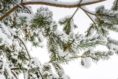 Low angle view of pine tree against sky during winter