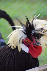 Close-up of white crested black polish rooster