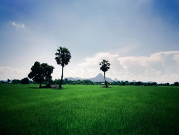 Scenic view of field against sky