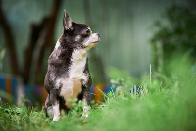 Chihuahua puppy, little dog in garden. cute small doggy on grass. short haired chihuahua breed