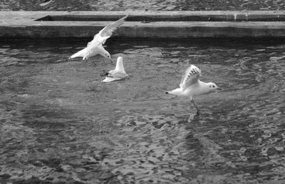 Swan on lake