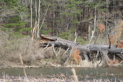 Trees in forest