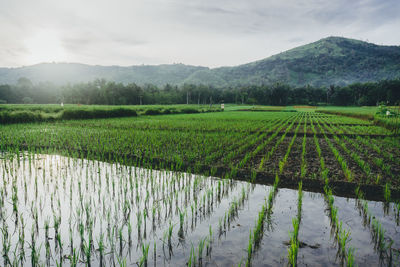 Scenic view of agricultural field from indonesia