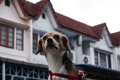 Dog looking away in a house