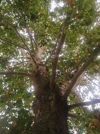 Low angle view of trees