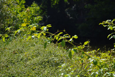 Plants growing outdoors