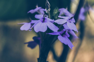 Close-up of purple flowering plant