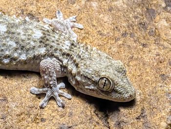 Close-up of lizard