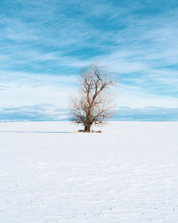 Bare tree on snow covered land against sky