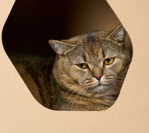 An adult straight-eared scottish cat sits in a brown cardboard house for games and recreation