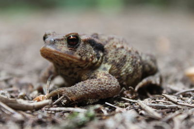 Brown toad