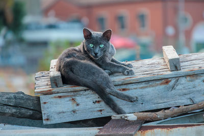 Portrait of cat sitting on wood