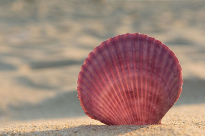 Close-up of seashell on beach