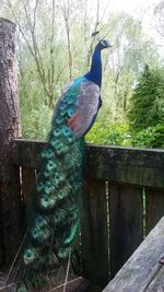 Peacock perching on tree against sky