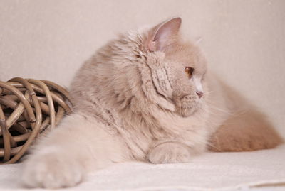 Close-up of a cat looking away