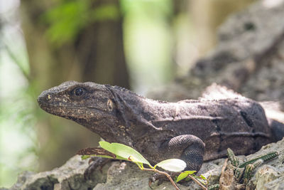 Close-up of black spiny tailed iguana on rock