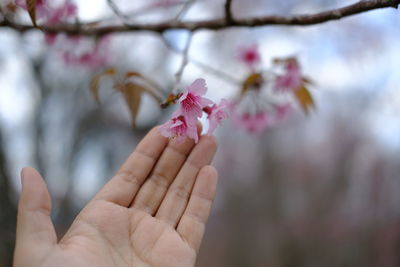 Close-up of hand holding cherry blossom