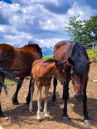 Horses standing in ranch