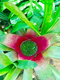 Close-up of fresh green plant