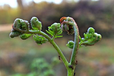 Close-up of flower bud