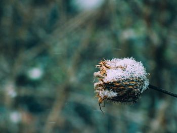 Close-up of snow on plant