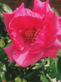 Close-up of fresh pink flower blooming outdoors