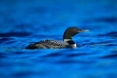 Close-up of duck swimming in lake