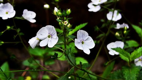 Close-up of flowers blooming outdoors