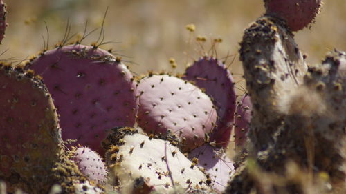 Close-up of prickly pear cactus