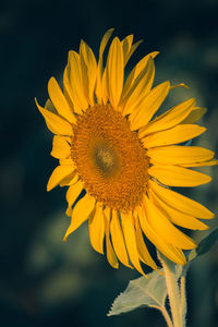 Close-up of sunflower