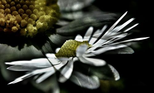 Close-up of white flowers