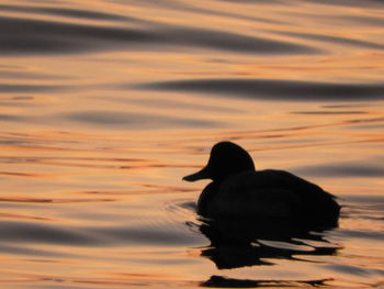 Silhouette duck swimming in lake during sunset