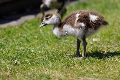 Side view of a bird on field