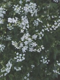 Close-up of flowers on tree