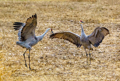 Bird on field