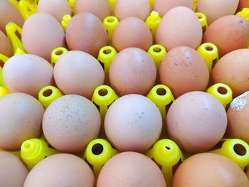 egg