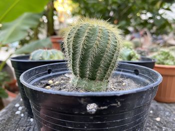 Close-up of succulent plant in pot