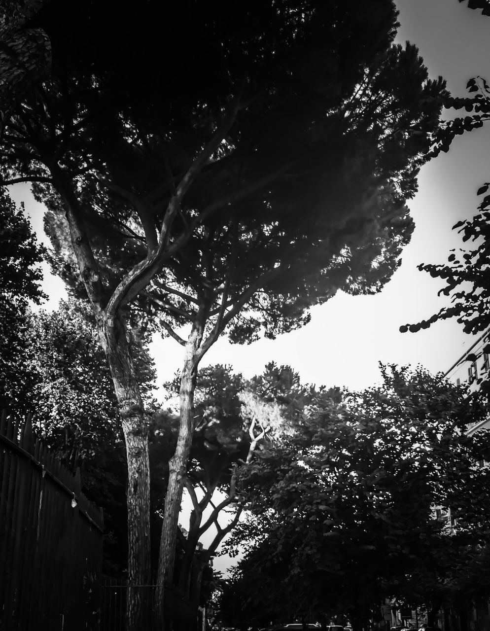 LOW ANGLE VIEW OF TREES AGAINST SKY