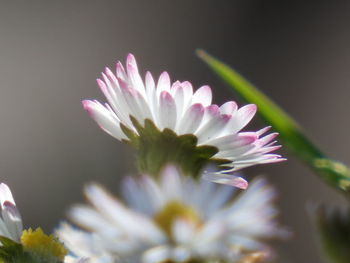 Close-up of pink flower