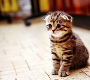 Close-up of kitten sitting on floor