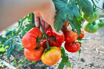 Close-up of hand holding red berries