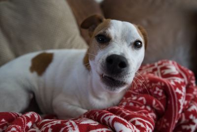 Close-up portrait of dog relaxing on bed at home