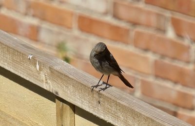 Bird perching on wood against brick wall