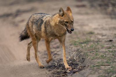 Fox standing on field