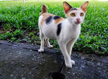 Portrait of a cat