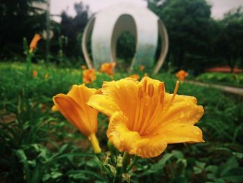 Close-up of yellow flower