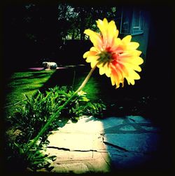 Close-up of yellow flower